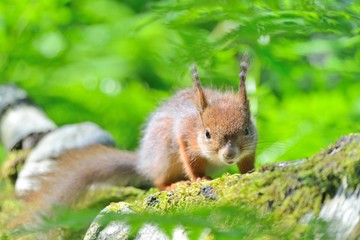 Angry squirrel