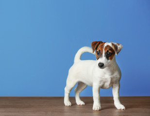 Jack Russell terrier on blue background