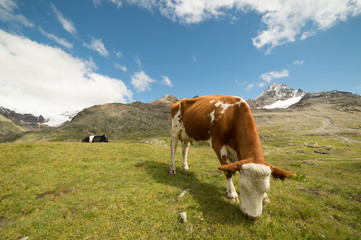 Fototapeta na wymiar mucche al pascolo 
