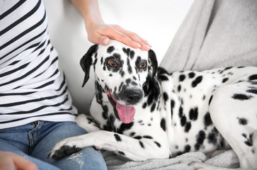 Owner with her dalmatian dog