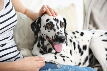 Owner with her dalmatian dog sitting on a couch