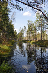Fototapeta na wymiar forest landscape with river