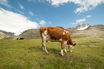 Fototapeta na wymiar mucche al pascolo 