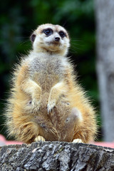 Meerkat female