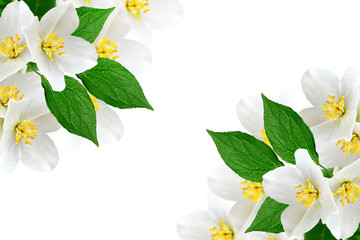 Spring landscape with delicate jasmine flowers. White flowers