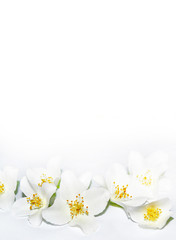 Spring landscape with delicate jasmine flowers.