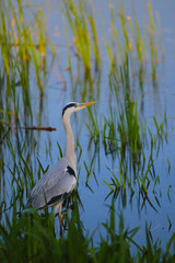 Graureiher ( Ardea cinera )