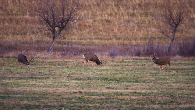 3 Deer Grazing in Field