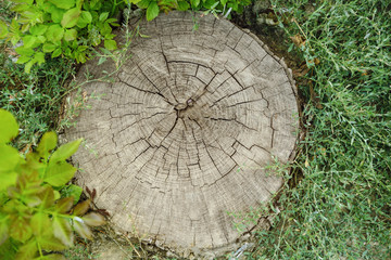 Tree trunk cross section on street