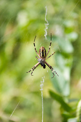 wasp spider sitting on a web green background