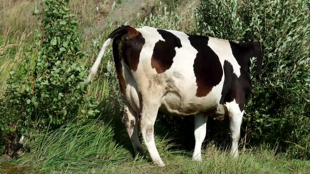 Black and White Cow Eating Grass on Field