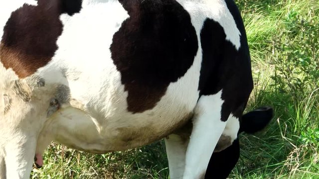 Black and White Cow Eating Grass on Field