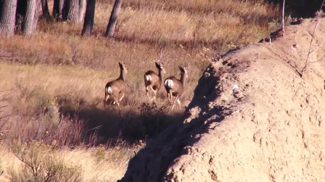 Deer Frollicking Away From Camera