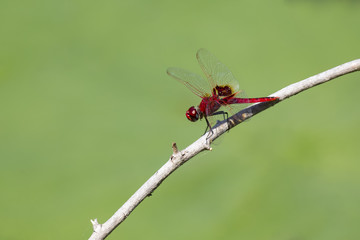 Beautiful red dragonfly sit on a thin reed