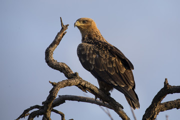 Walhlberg's Eagle sitting on branch of dead tree blue sky