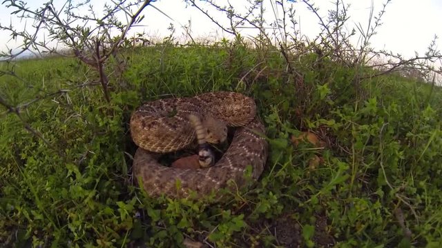 Rattlesnake Attacks Camera