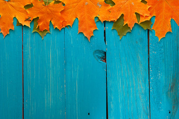 Naklejka na ściany i meble Autumn leaves over turquoise wooden background with empty space