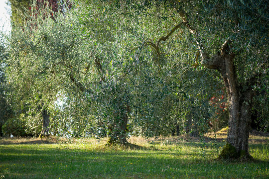 deux gros oliviers dans un champ