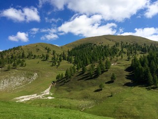 Fototapeta premium Zirbenwald im Hochgebirge