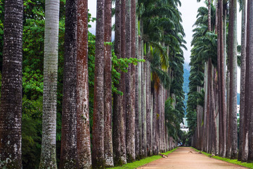 The Palm alley in The Botanical Garden in Rio de Janeiro, Brazil