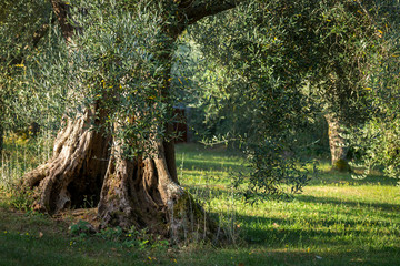 Le large tronc d'un olivier dans un champs © Olivier Tabary