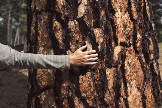 Close-up Of Hand Touching Tree Bark