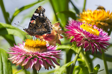 Red Admiral butterfly on Strawflower