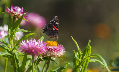 Red Admiral butterfly on Strawflower
