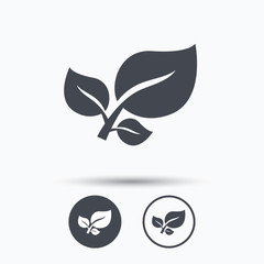 Leaf icon. Fresh organic product sign.