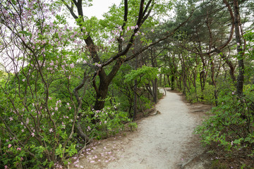 Footpath at a lush forest at the Bukhansan National Park in Seoul, South Korea.