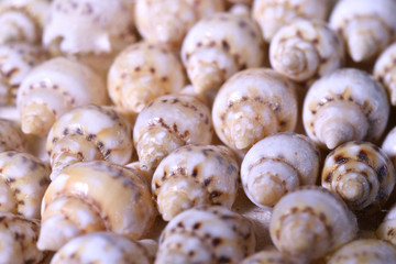 Little shells texture