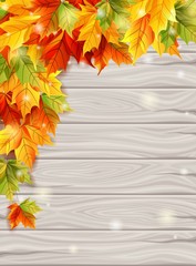 Autumn leaves on the background light wooden boards, maple leaves decorative design template set. Vector illustration