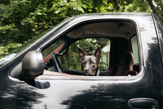 Close-up of dog in pick-up truck seen though window
