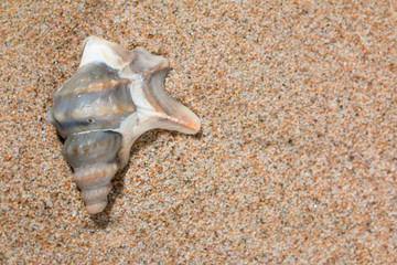 shell on sand 