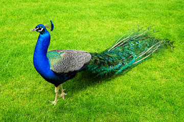 Obraz premium peacock on a green lawn