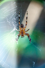 spider Araneus