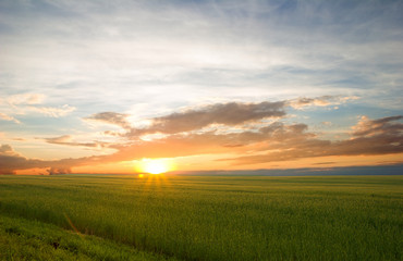 Beautiful landscape at sunset. Green wheat field at sunset