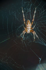 spider Araneus