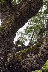 Las ramas de un árbol centenario 