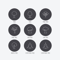 Pine tree, maple and oak icons. Christmas tree.