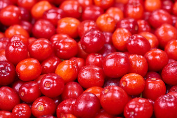 Ripe cornelian cherry (Cornus mas). Fruit background