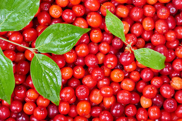 Ripe cornelian cherry (Cornus mas). Fruit background