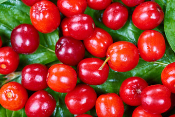 Ripe cornelian cherry (Cornus mas). Fruit background