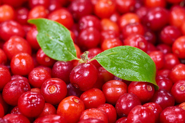 Ripe cornelian cherry (Cornus mas). Fruit background