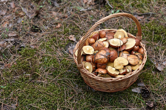 Wicker basket with mushrooms in the forest