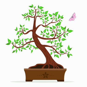 Vector illustration of bonsai tree on a white background