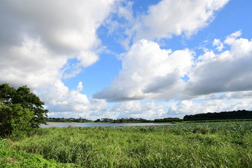 Beautiful blue sky and lush green trees