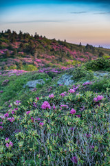 Rhododendron on Grassy Ridge Vertical