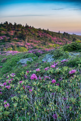 Obraz premium Rhododendron on Grassy Ridge Vertical
