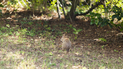Rabbit leg Up